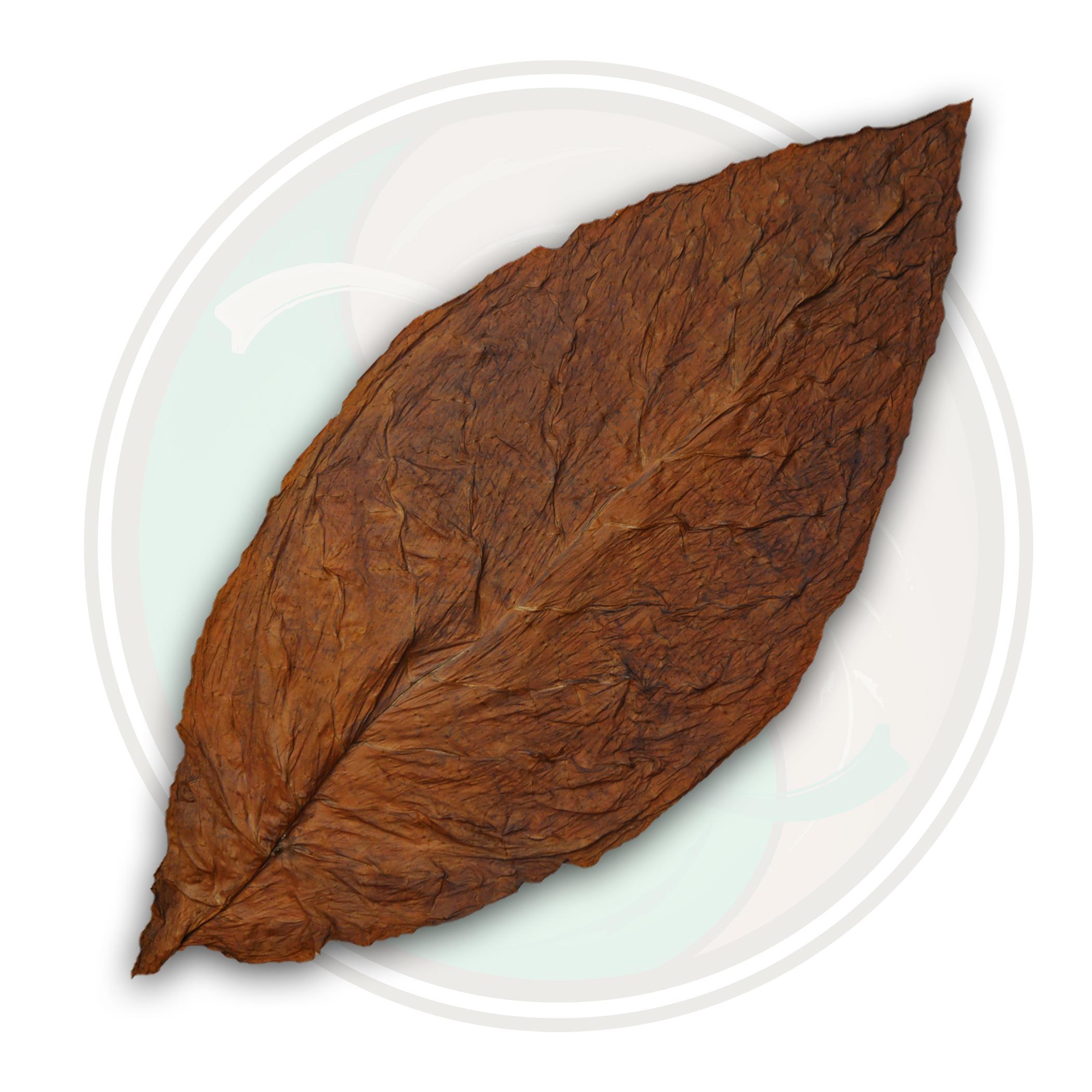 Medium CT Broadleaf Tobacco Leaf for Cigar Wrapper. Medium in Both
